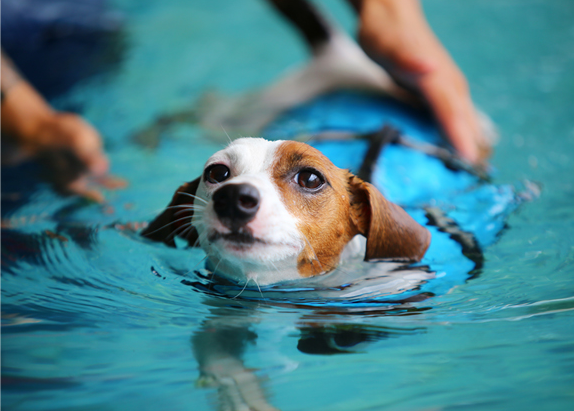 dog in hydrotherapy pool