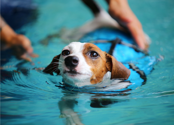 Canine pool best sale