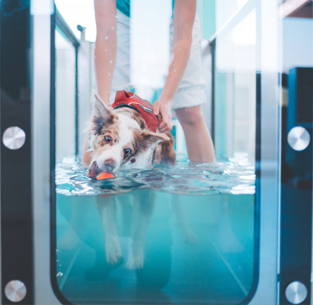 Dog in a treadmill image