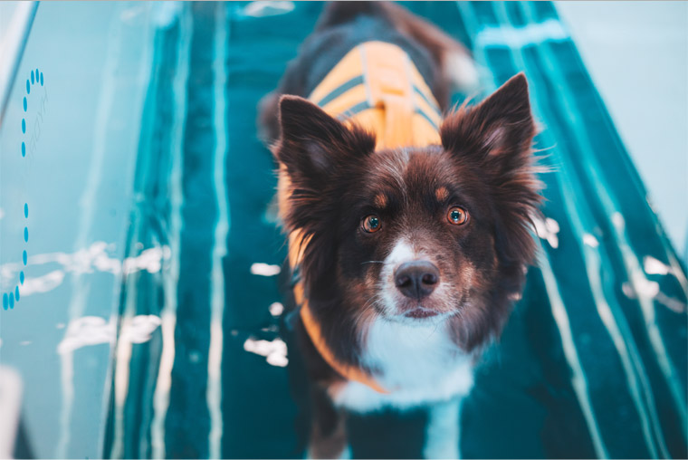 Image of dog in treadmill