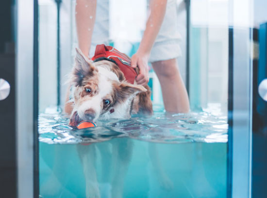 Hydro Physio Canine - Hydrotherapy