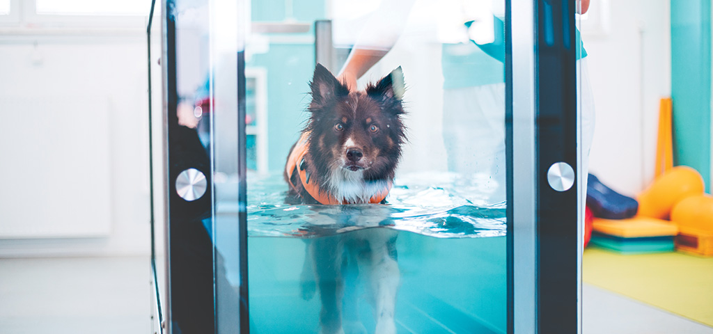 canine-hydrotherapy-treadmills