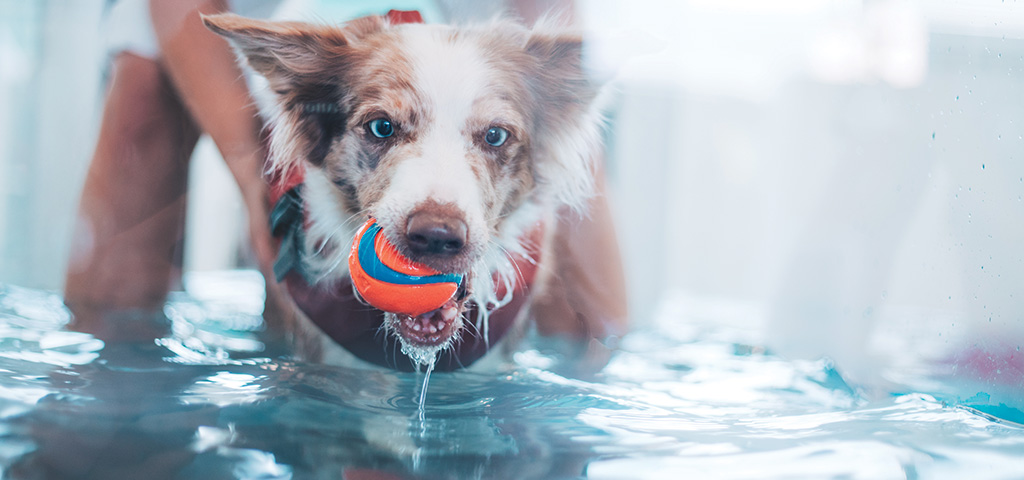 canine-hydrotherapy