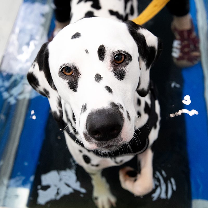 Canine benefits
