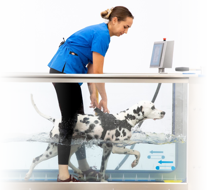 Canine headers hydrophsio