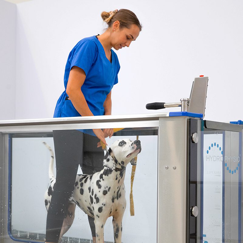 Canine main image right
