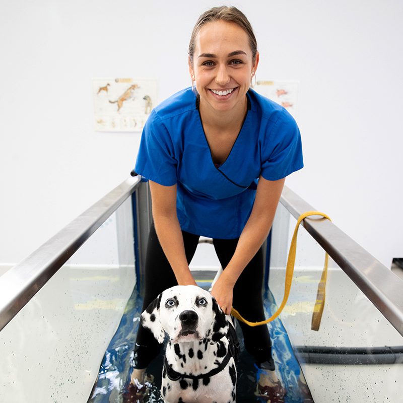 Canine testimonial