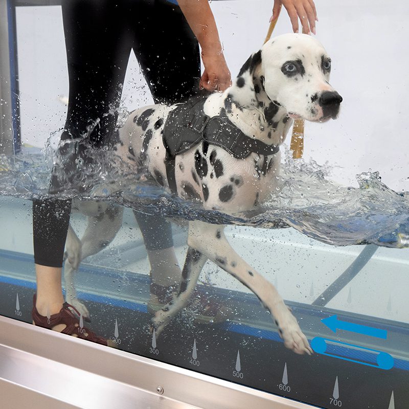 Canine why water