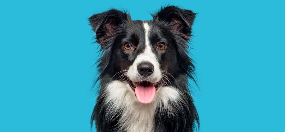border collie on blue lg v2