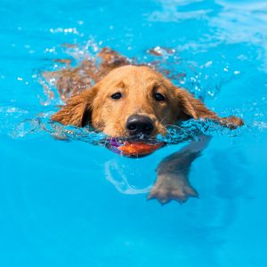 dog in pool