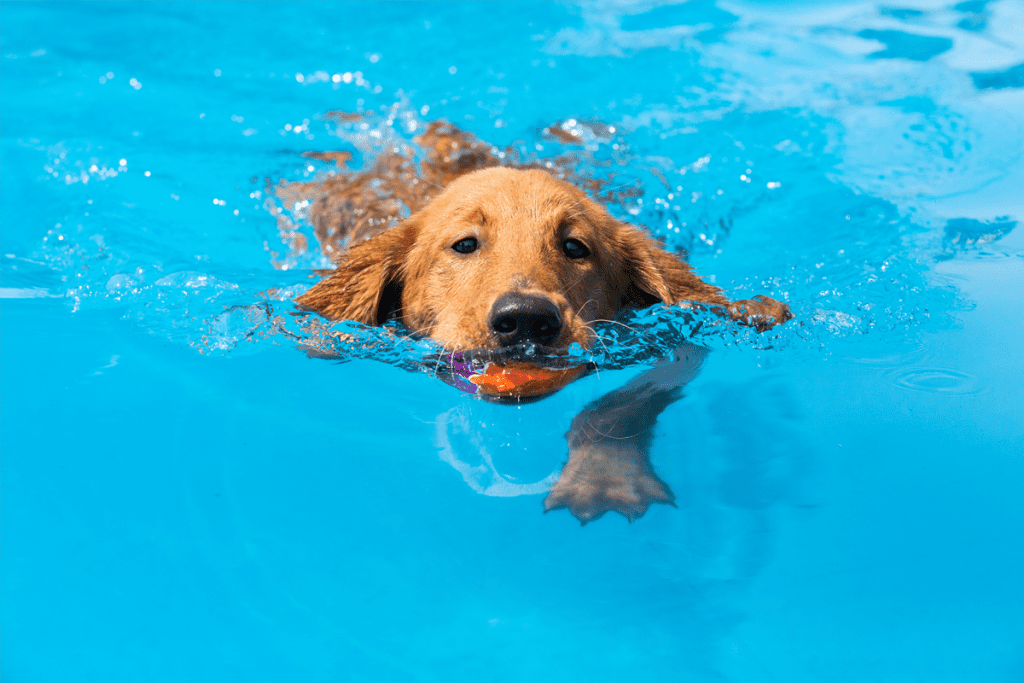 dog in pool lg