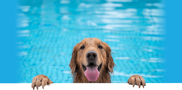 dog paws pool img