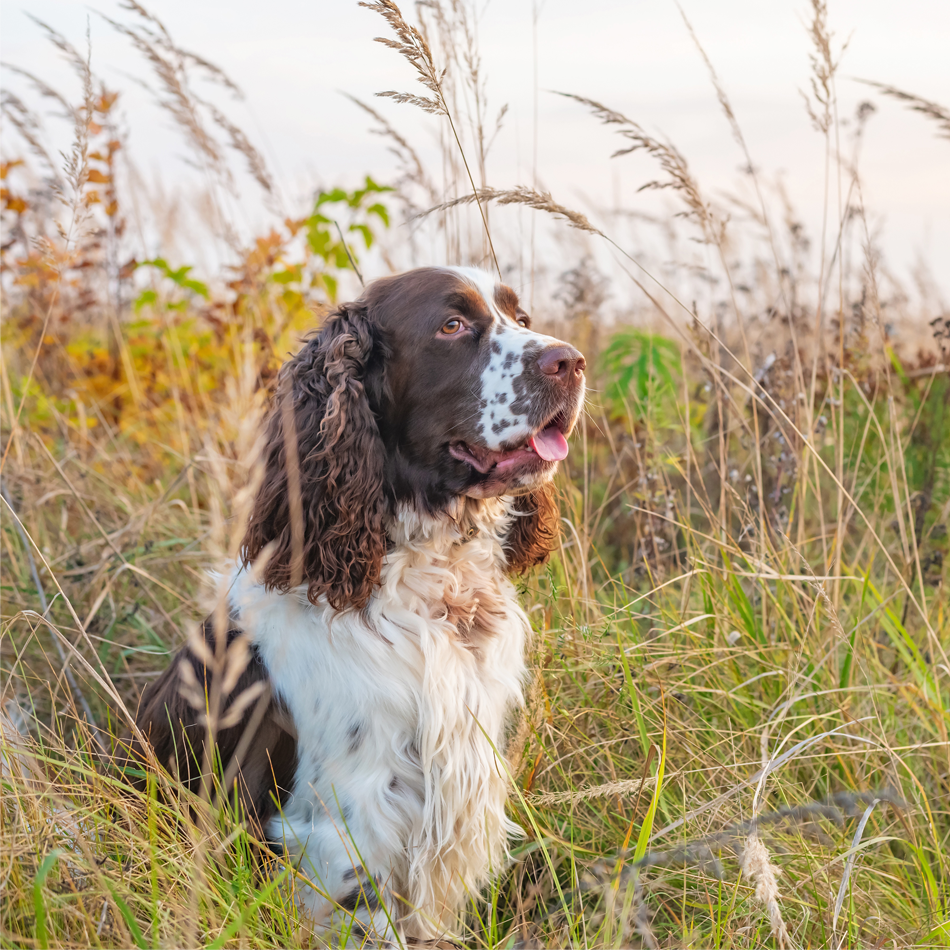 spaniel testimonial