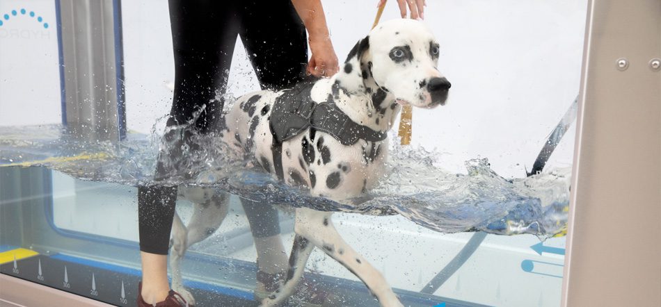 why water dog img 01