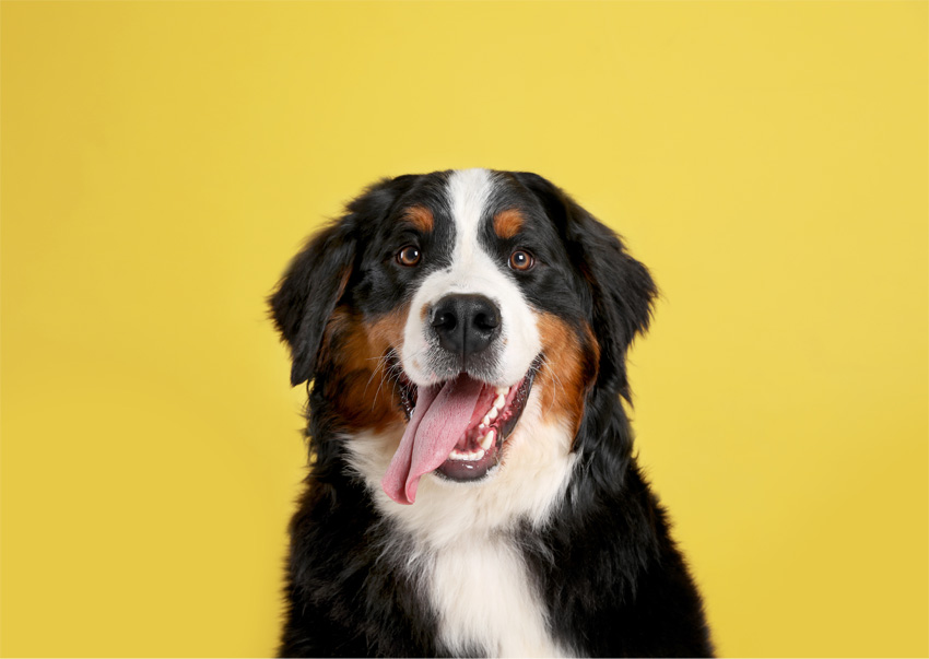 Canine testimoinal image 01