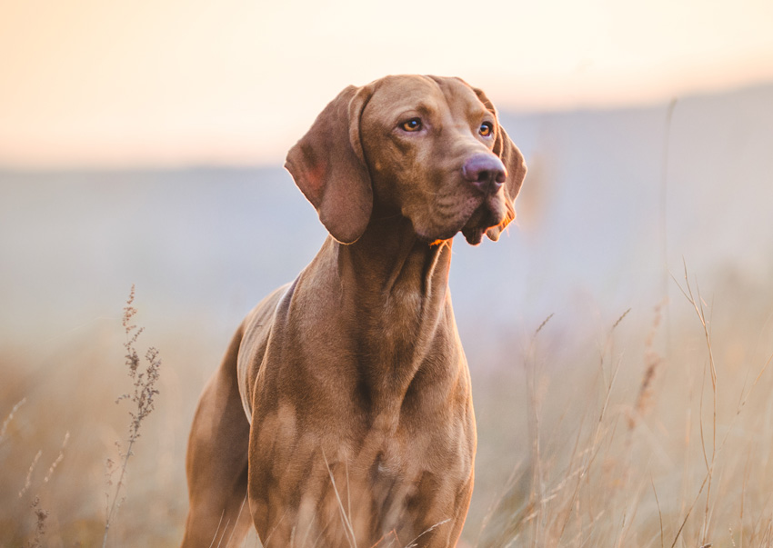 Canine testimoinal image 02