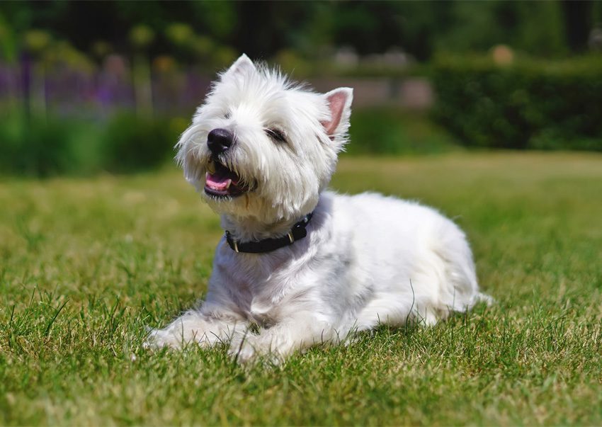 Canine testimoinal image 03