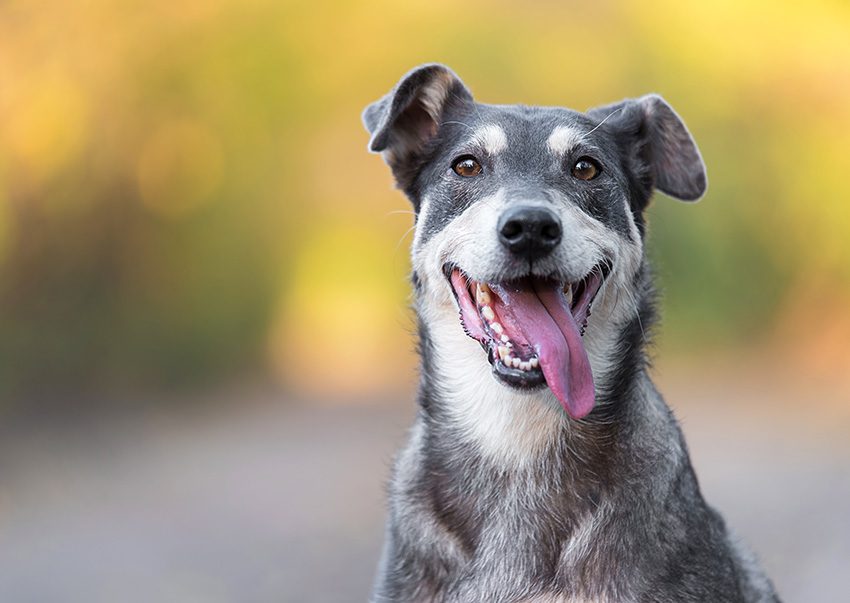 Canine testimoinal image 04