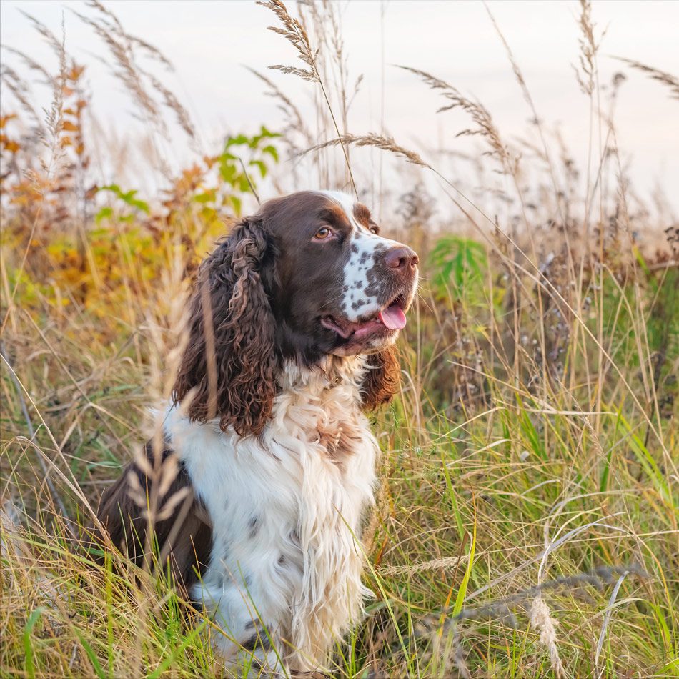 spaniel testimonial