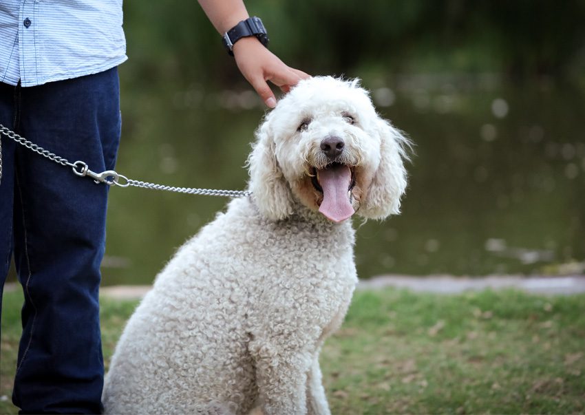 Canine testimoinal image 05